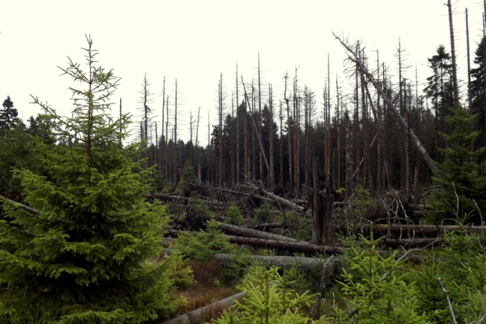 Alberi morti in piedi, alberi caduti e rinnovazione